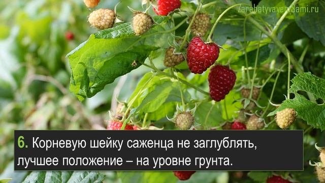 Малина в теплице видео – 10 советов выращивания