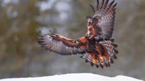 Беркут Aquila chrysaetus - смотреть живые картинки, слушать пение беркута