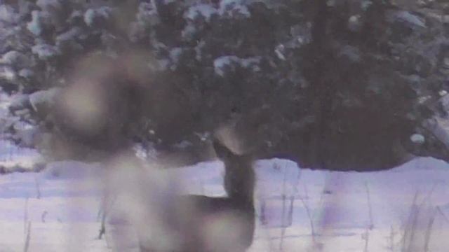 охота на косулю,в погоне за четким выстрелом, 200м смотреть онлайн