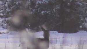 охота на косулю,в погоне за четким выстрелом, 200м