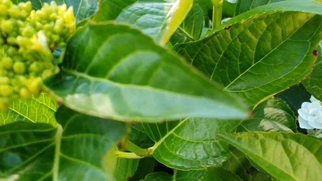 Гортензия на дачном участке. Гортензия. Дачный участок в Германии. 4K видео смотреть онлайн