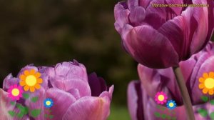 Тюльпан махровый Блю даймонд. Краткий обзор, описание характеристик tulipa Blue Diamond