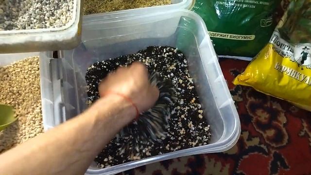 Грунт для суккулентов и не только