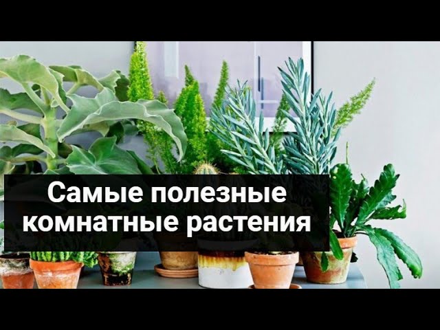 Самые полезные комнатные растения