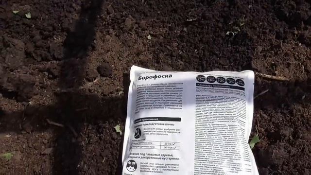 Что добавила в лунки при высадке сладкого перца в открытый грунт? Ольга Чернова.