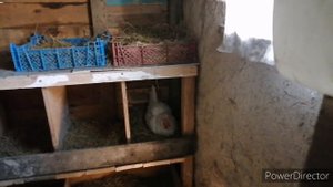 Установил скрытую камеру в курятник// курица снесла яйцо на камиру//