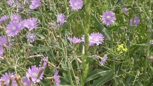 НЕМНОГО БОТАНИКИ: Латук татарский