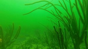 Grouper Fishing 20 Miles Offshore + Underwater Video