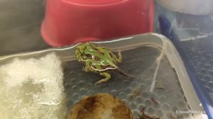 Из головастика в лягушку рогатку.Первое кормление|From a tadpole to a slingshot.The first feeding