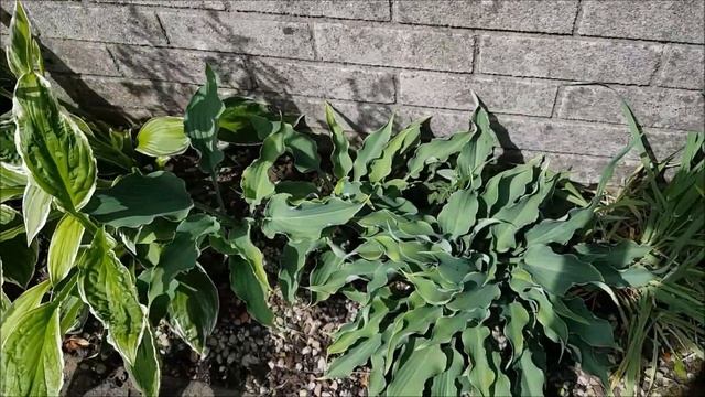 Hosta albomarginata/Hosta hyacinthina, a presentation, more then just leaves смотреть онлайн