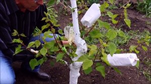 РЕЗУЛЬТАТ ПРИВИВКИ АБРИКОСА.100% ПРИЖИВАЕМОСТЬ.