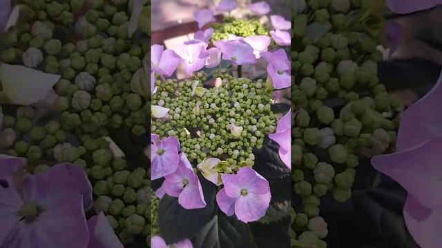 FRISBEE PINK.. смотреть онлайн