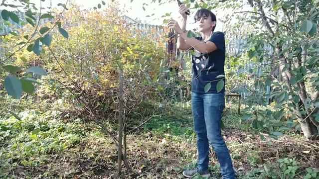Обрезка карликовой вишни