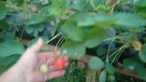 Малообъемка клубника! Переделываем капельный полив!