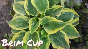 Хоста Brim cup