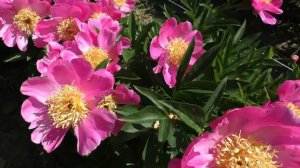 пион  Mary Elizabeth