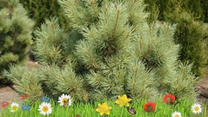 Сосна обыкновенная Глаука Компакта ? Обзор: посадка и уход. крупномеры сосны: описание и особенност