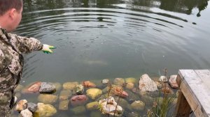 Запускаем в пруд Белугу, Сазана, Зеркального карпа 25.10.2022