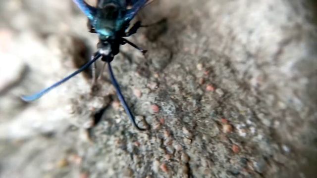 Butterfly | Sesiidae | macroshot смотреть онлайн