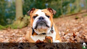 Корм для взрослых собак породы английский бульдог · Royal Canin Bulldog Adult