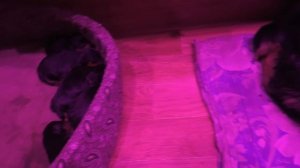 Родила 11 щенят. Ротвейлер