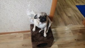 Мопс накосячил