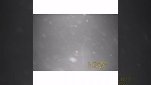 Подводная камера Калипсо Calypso. Такого я от неё не ожидал.