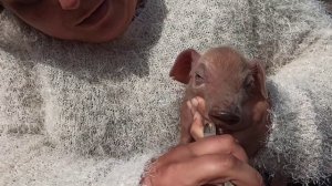 Купирования хвостов поросятам. Обрезка клыков поросятам. Колем железо поросятам.