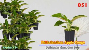 100+ TRENDING PHILODENDRON  VARIETIES/TYPES/ SPECIES NAME IDENTIFICATION.