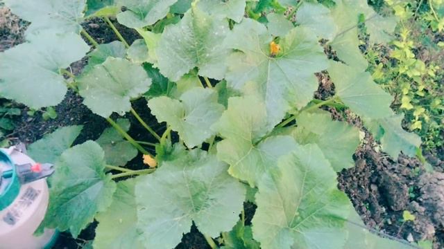 Борьба с мучнистой росой и  подкормка по листу.Der Kampf gegen Mehltau und die Fütterung des Blatte смотреть онлайн