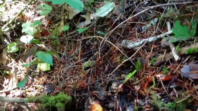 Гриб"Омар" смотреть онлайн