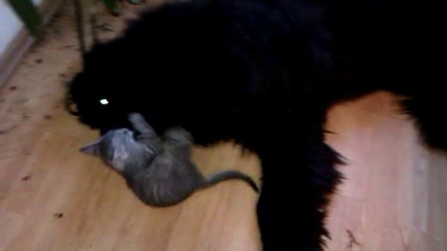 Котенок мучает ньюфаундленда смотреть онлайн