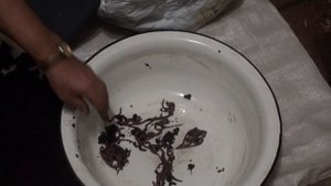 Дендробена Венета.... Итоги 3-х месячного разведения.....