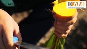 Желтая свекла Болдор от Бейо Заден