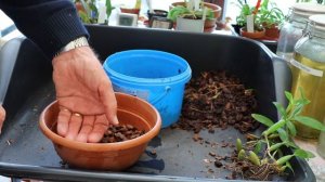 Repotting Coelogyne fimbriata