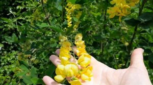 Бобовник"Золотий дощ".