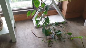 PLANTS FOR THE BUSY PEOPLE/ EASY CARE PLANTS/PLANTS YOU LEAVE AND LIVE/FLAWLESS WINDOW