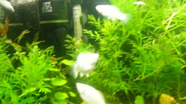 Аквариум с живородками. смотреть онлайн