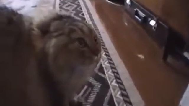 Ветеринарные услуги для кошек смотреть онлайн