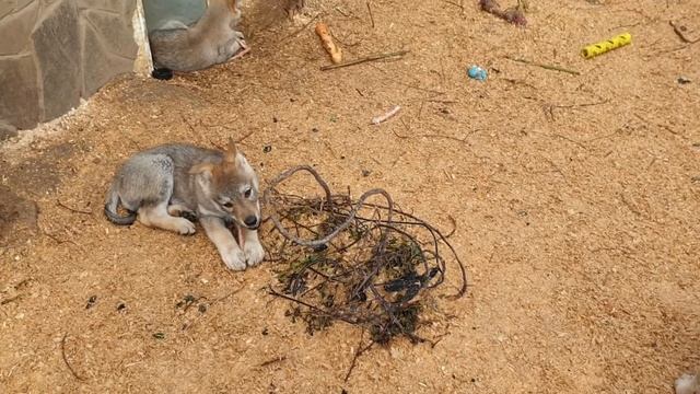 Чехословацкая волчья собака смотреть онлайн