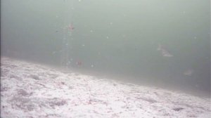 Гидроперит поднимает прикормку