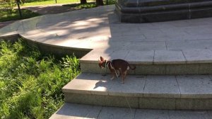 Фитнес для собак. Чихуахуа Фондю ходит по ступенькам