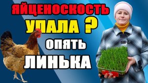 Весенняя линька у кур. Методы решения проблемы.