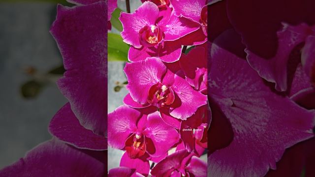 Phal. Emperor Jewel 🌺 Домашнее цветение красавицы орхидеи бабочки |  Фаленопсис Жемчужина Император