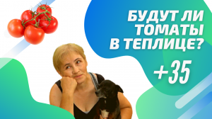 Какие томаты вырастут в жару?