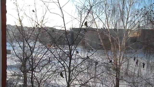 Лесные птицы прилетели в город погреться смотреть онлайн