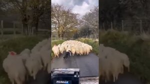 Бордер - Колли это умнейшая собака пастух.