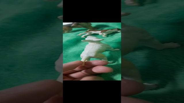 "Дикие псы". 6 серия "Преданность друзей и одиночество". смотреть онлайн