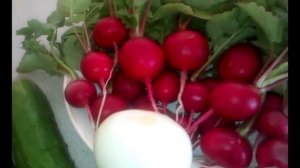 Лёгкий салат с редиской , огурцом и яйцом