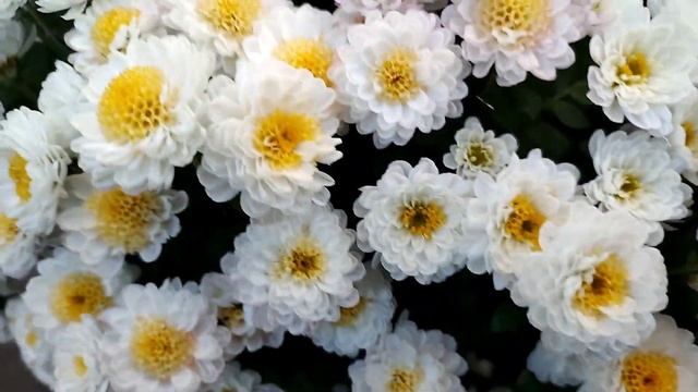 Большой обзор сортов хризантемы мультифлоры смотреть онлайн